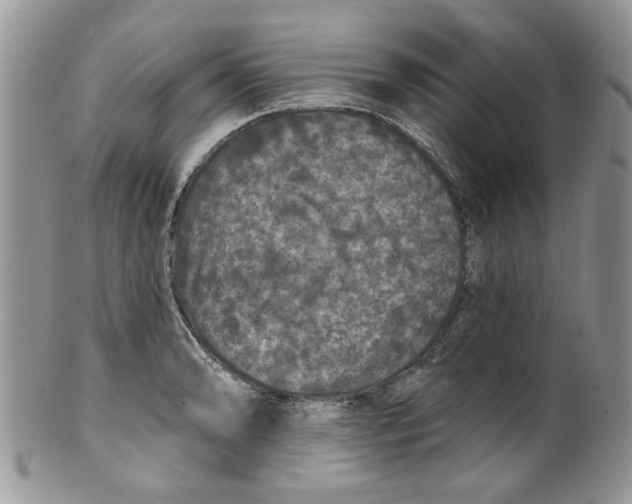 X0000099951086200806131442