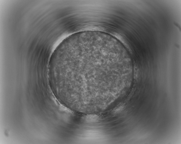 X0000099951094200806131442