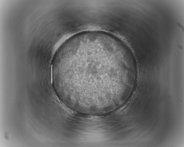 X0000099951175200806131441