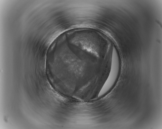 X0000099951228200806131440