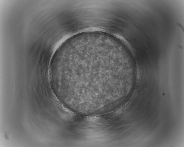 X0000099951278200806131439