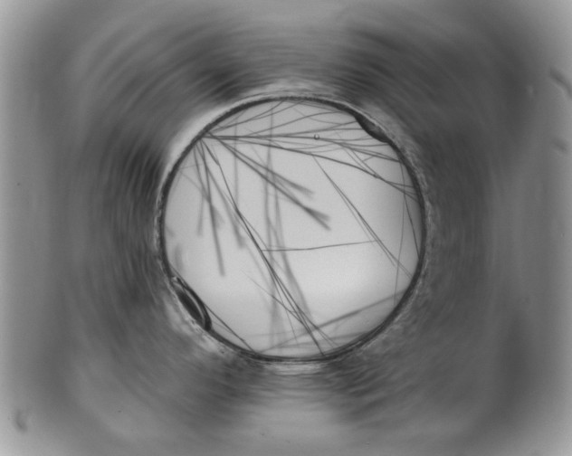 X0000099951296200806131439