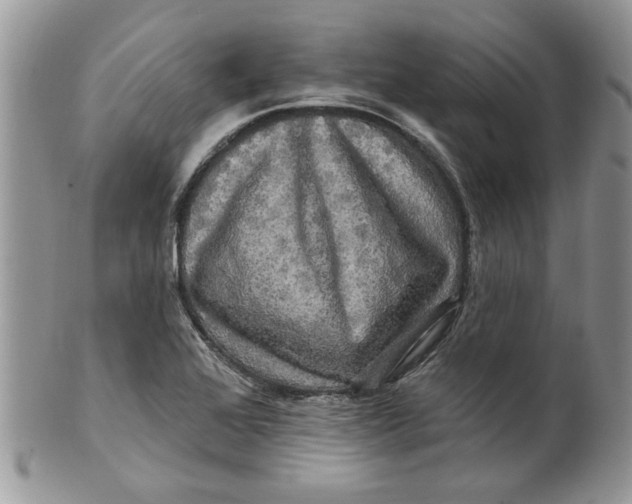 X0000099951368200806131438