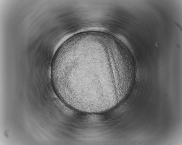 X0000099951420200806131437