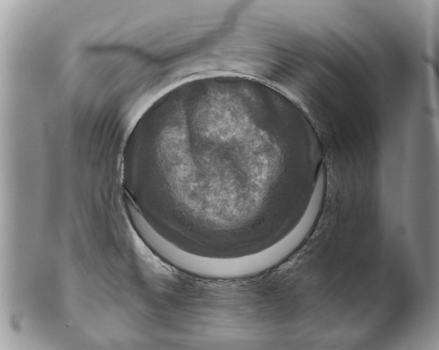 X0000099951524200806131436