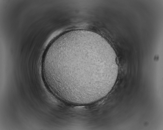 X0000099950054200806201323
