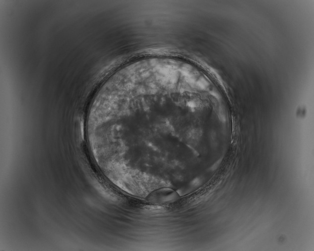X0000099950061200806201323