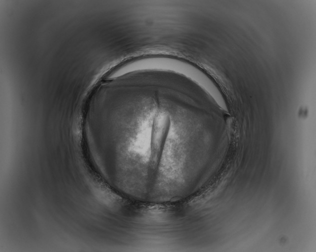 X0000099950064200806201323