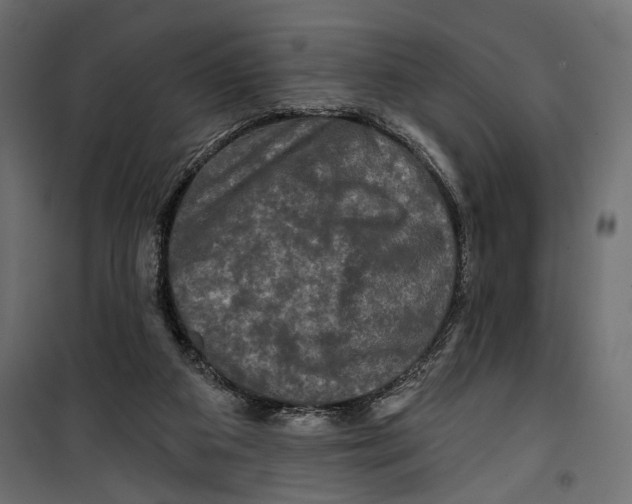 X0000099950113200806201323