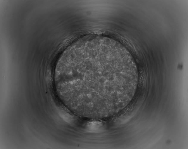 X0000099950220200806201321