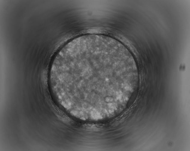 X0000099950297200806201320