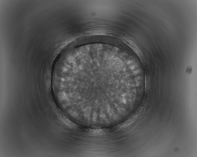 X0000099950301200806201320