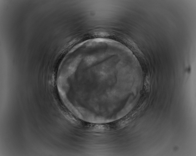 X0000099950330200806201319