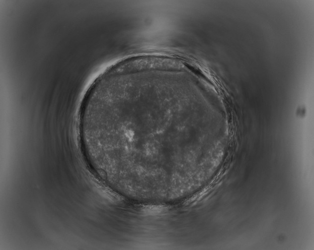 X0000099950342200806201318