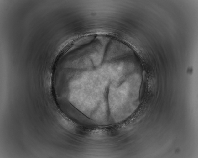 X0000099950350200806201318