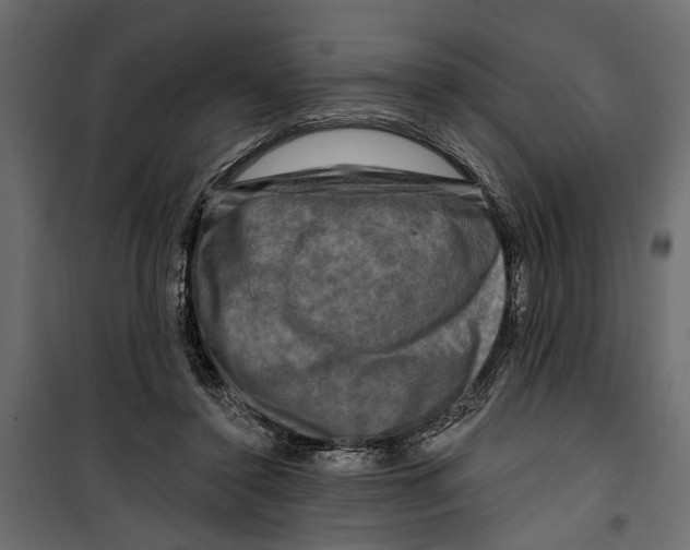 X0000099950356200806201319