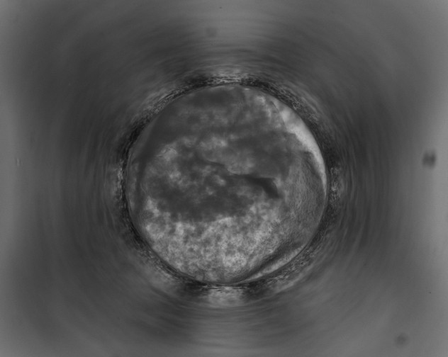 X0000099950369200806201319