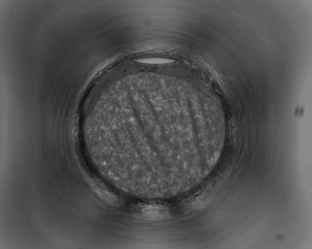 X0000099950400200806201318