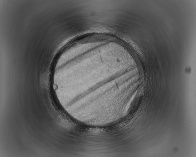 X0000099950440200806201317