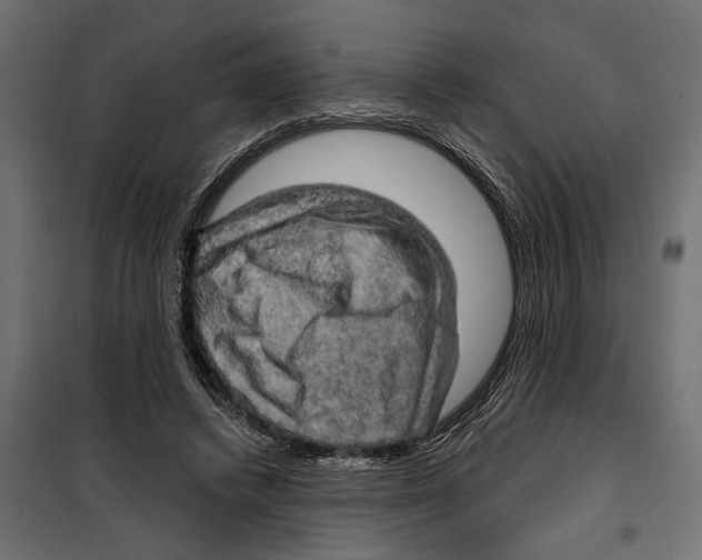 X0000099950448200806201317