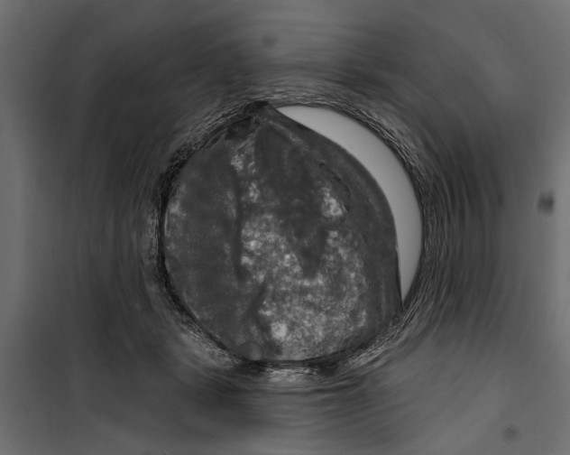 X0000099950461200806201317