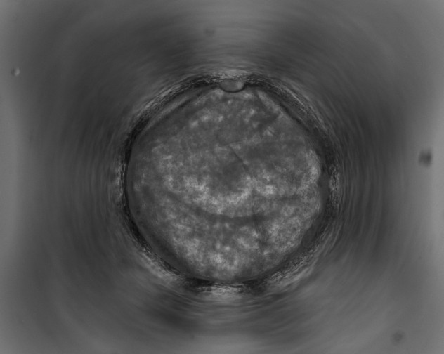 X0000099950462200806201317