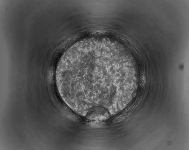X0000099950468200806201317