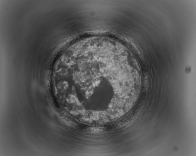 X0000099950495200806201317