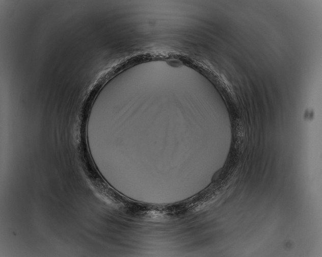 X0000099950496200806201317