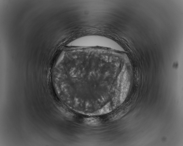 X0000099950511200806201316