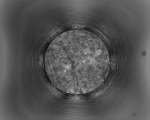 X0000099950523200806201316