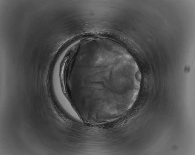 X0000099950592200806201315