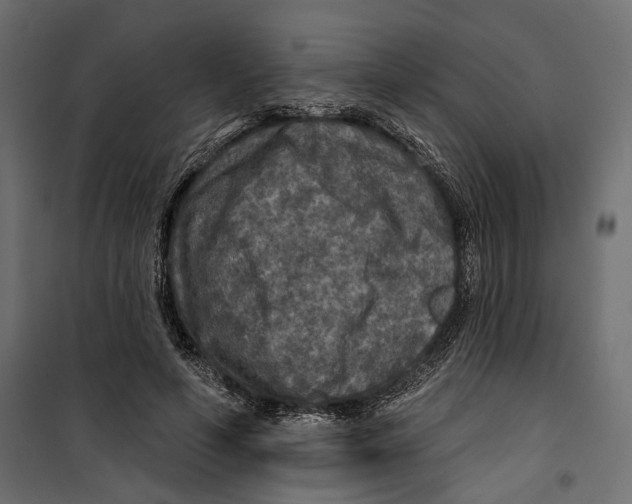 X0000099950594200806201315