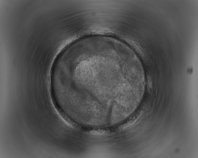 X0000099950630200806201313