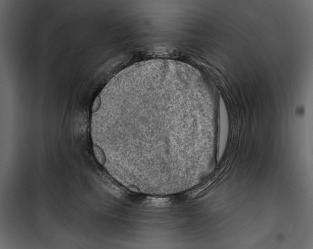 X0000099950665200806201314
