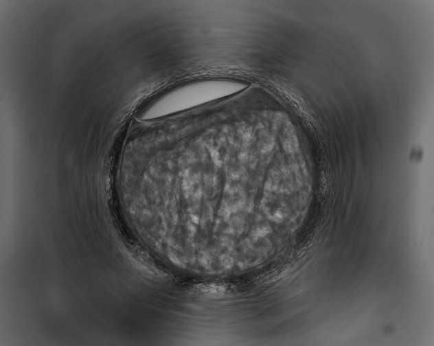 X0000099950687200806201313