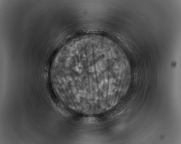 X0000099950695200806201313
