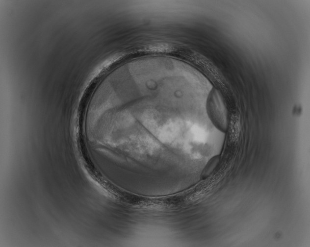 X0000099950726200806201312