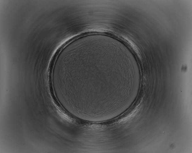 X0000099950779200806201312