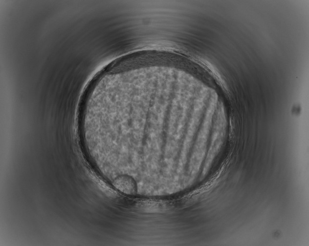 X0000099950780200806201312