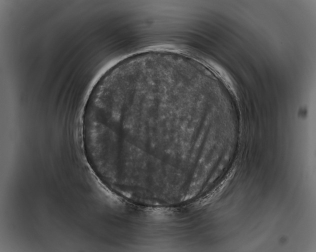 X0000099950808200806201311