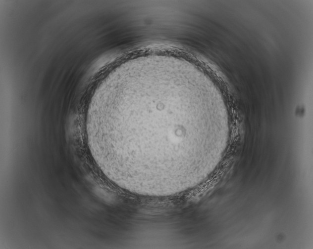 X0000099950824200806201310