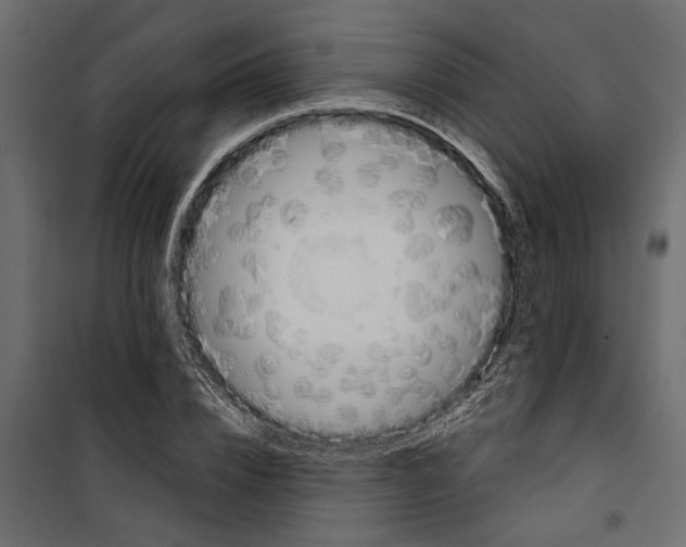 X0000099950832200806201311