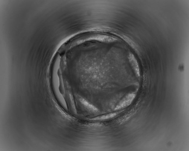X0000099950838200806201311