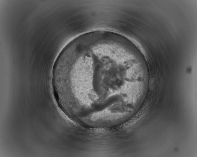 X0000099950903200806201310