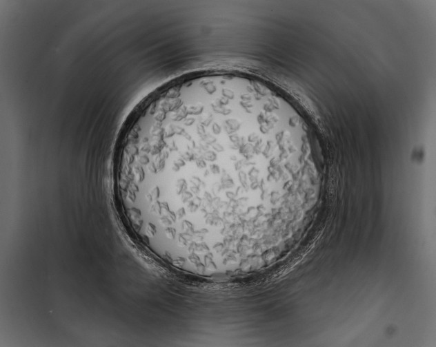 X0000099950936200806201309