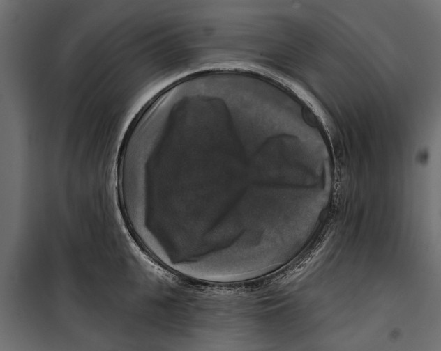 X0000099950951200806201310