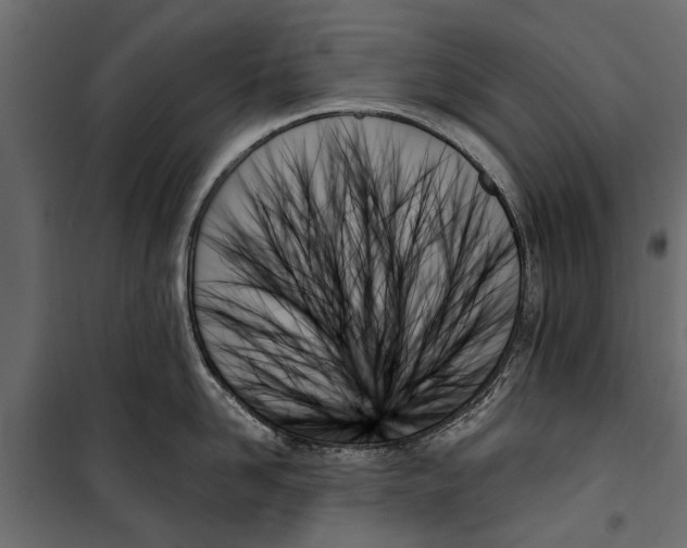 X0000099950958200806201310