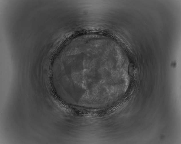 X0000099950961200806201309