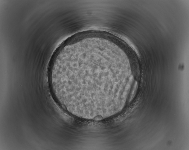 X0000099950972200806201309